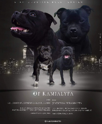 Of Kamialyfa - Staffordshire Bull Terrier - Portée née le 12/05/2022